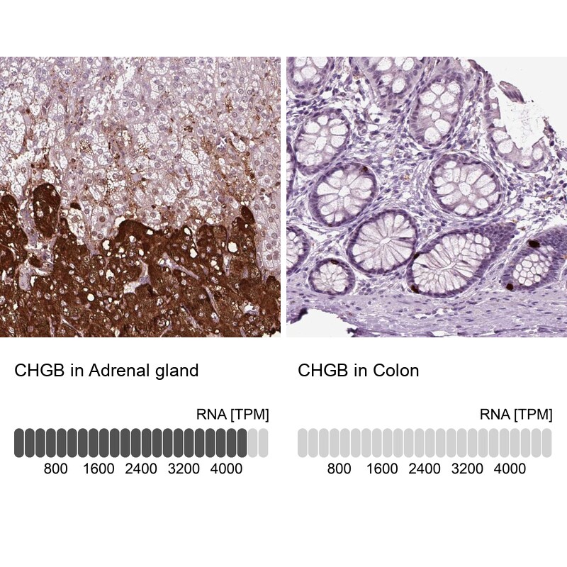 Chromogranin B Antibody (PA5-52954)