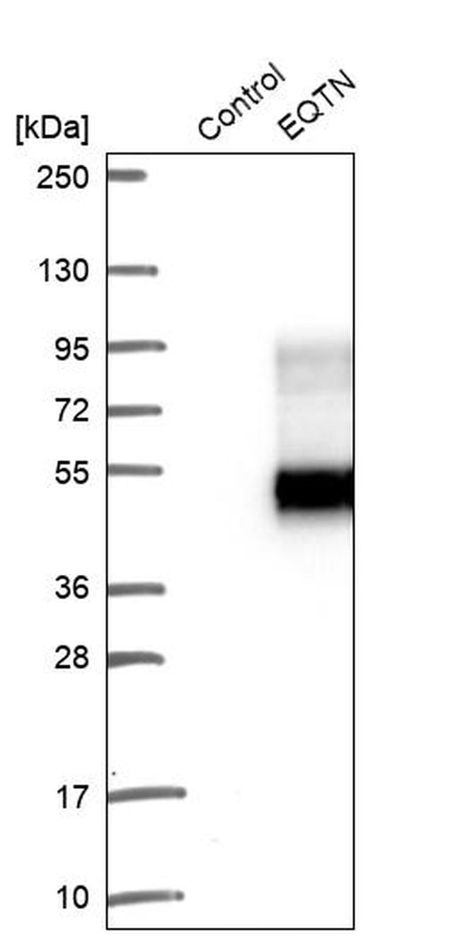 EQTN Antibody in Western Blot (WB)