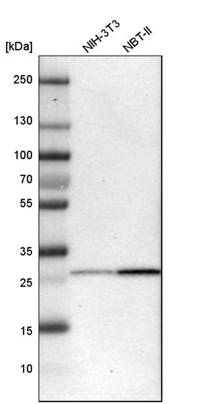 Bisphosphoglycerate mutase Antibody in Western Blot (WB)