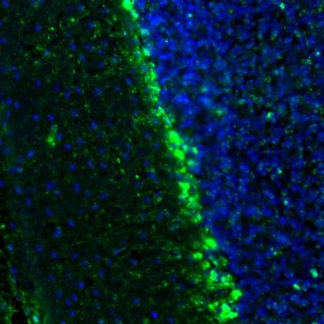 QKI Antibody