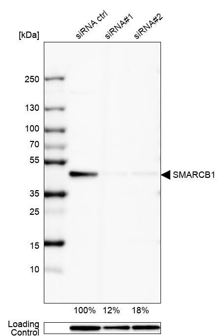 SMARCB1 Antibody
