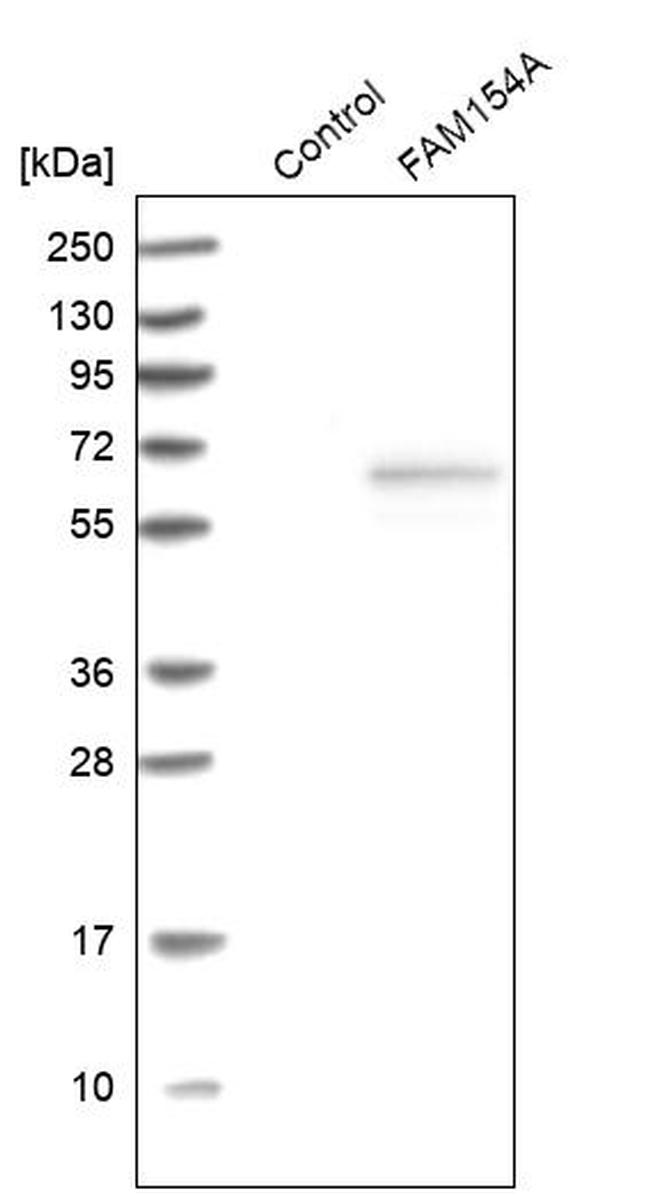 FAM154A Antibody in Western Blot (WB)