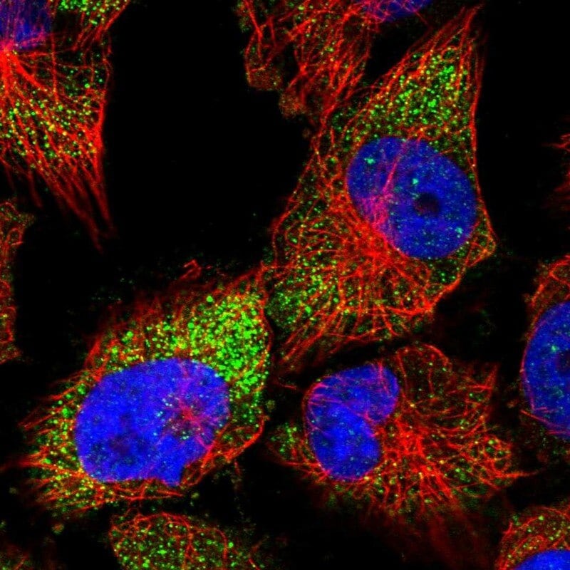 C13orf18 Antibody (PA5-55357)