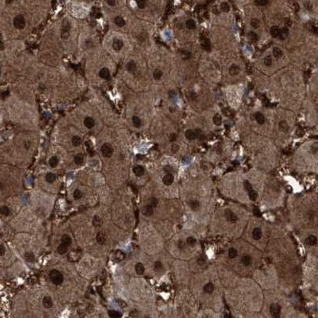 Rgn Antibody Pa5 56057