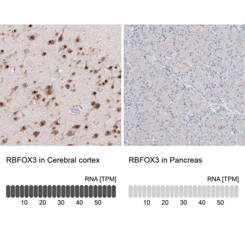 neun-antibody-pa5-56560