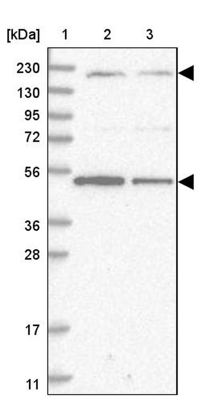 Adenylate Kinase 9 Antibody in Western Blot (WB)
