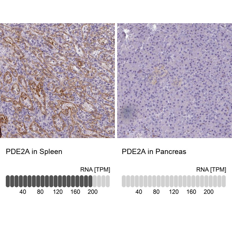 Pde2a Antibody Pa5