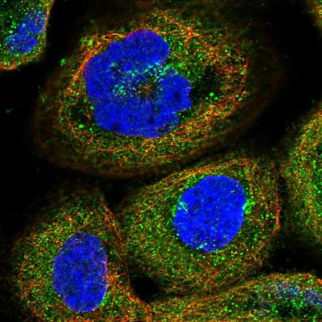 PEX5 Antibody (PA5-58716)