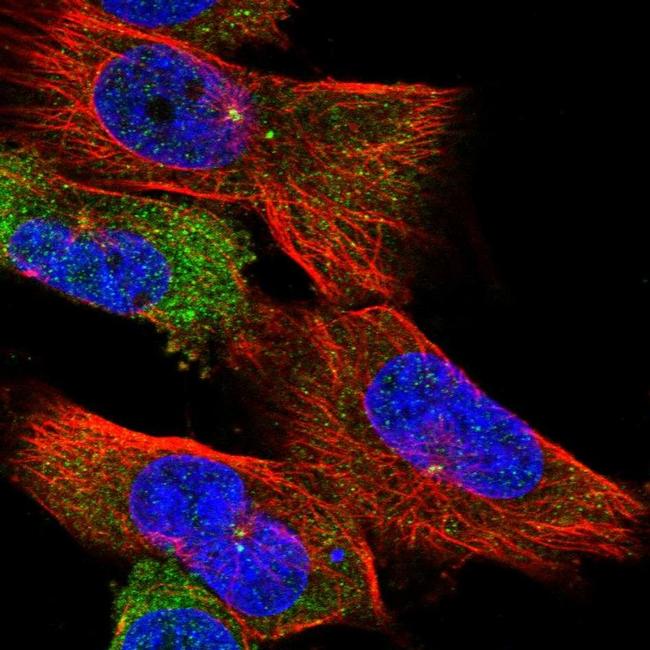 CEP192 Antibody (PA5-59199)