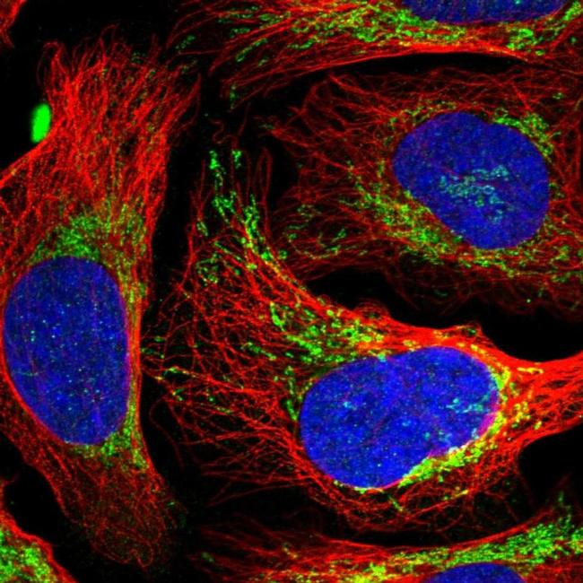 Evc2 Antibody (pa5-59347)