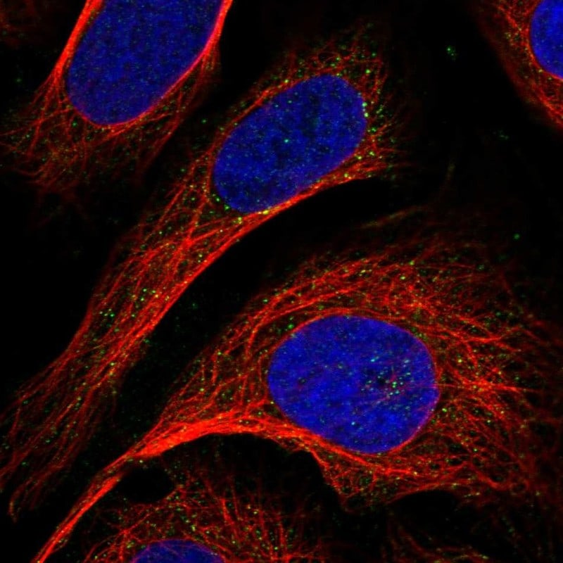 GCSH Antibody (PA5-59538)