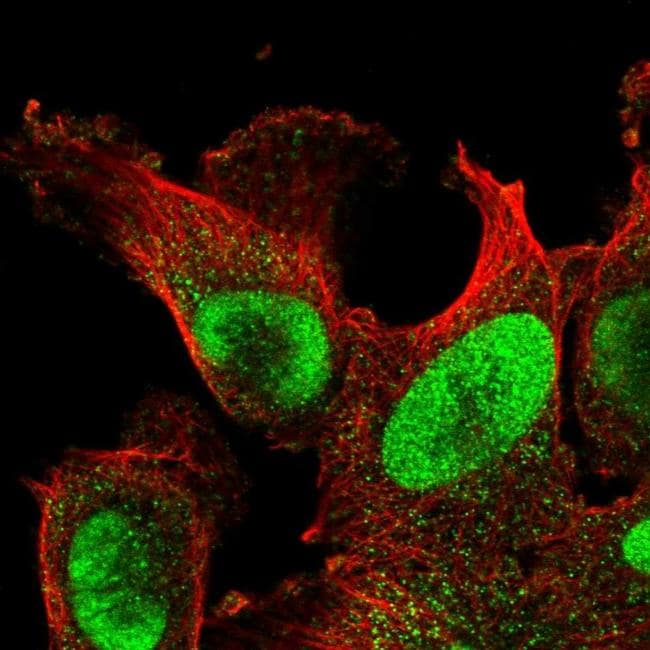 POLD3 Antibody (PA5-63618)