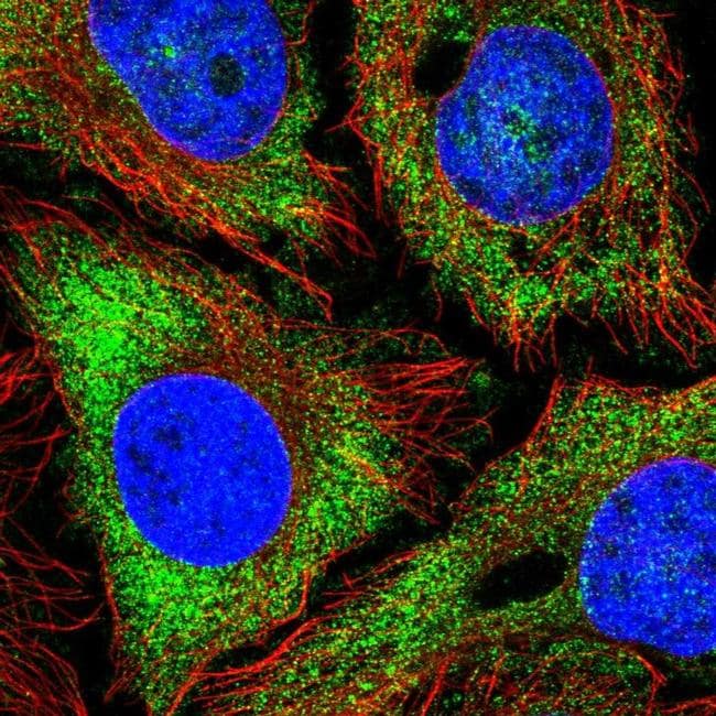 NPR3 Antibody (PA5-65737)