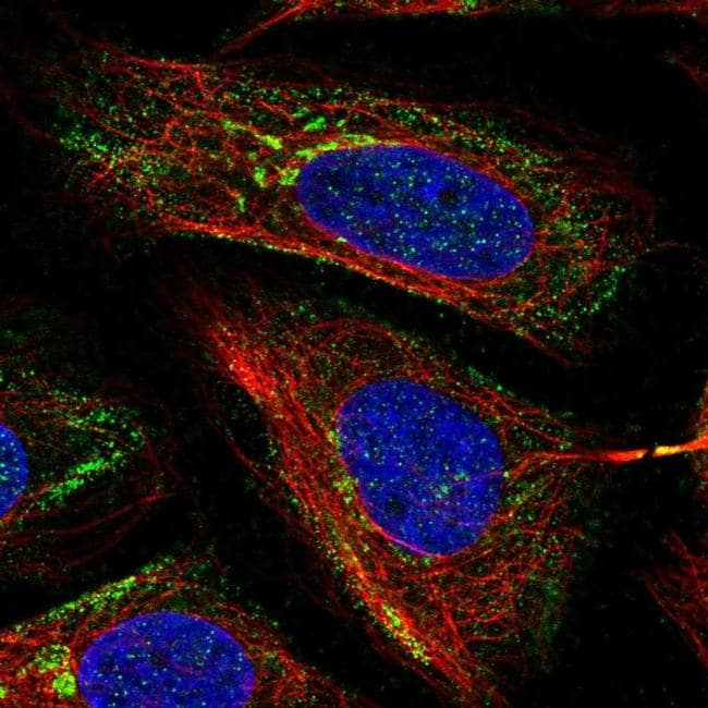 MICB Antibody (PA5-66698)