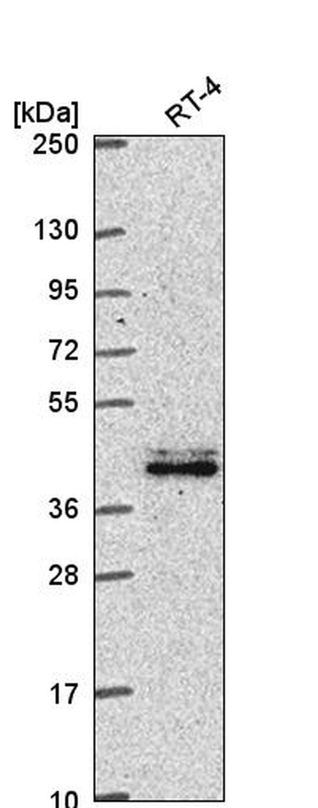 TLE4 Antibody (PA5-66768)