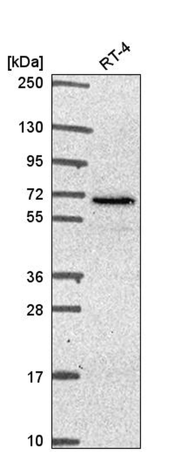 IFRD2 Antibody in Western Blot (WB)