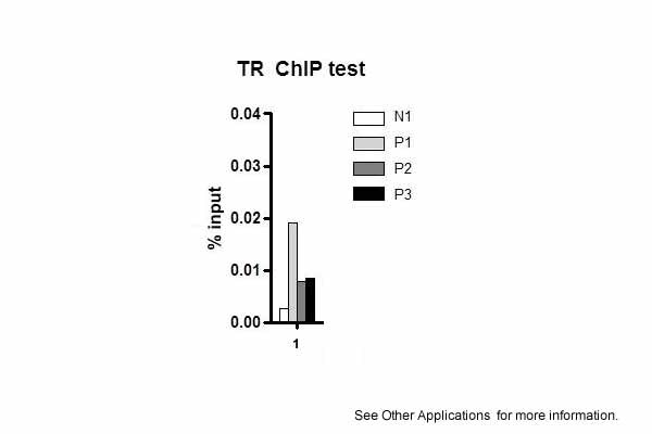 THRB Antibody in ChIP assay (CHIP)