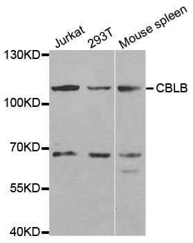 Cbl-b Antibody (PA5-76651)