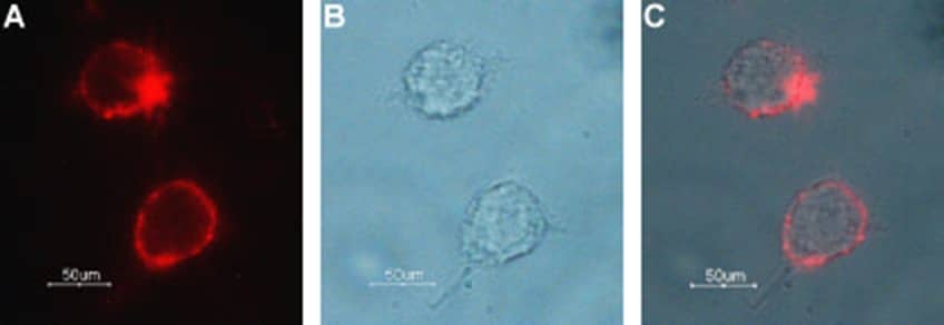 SLC5A7 (extracellular) Antibody in Immunocytochemistry (ICC/IF)