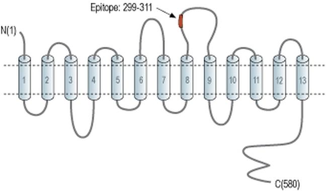 SLC5A7 (extracellular) Antibody
