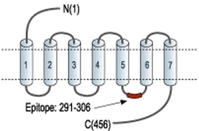 NPY5R Antibody