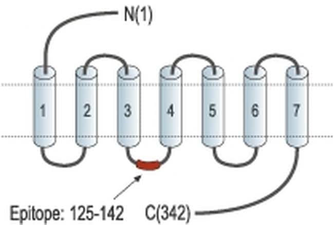 P2Y12 Antibody (PA5-77671)