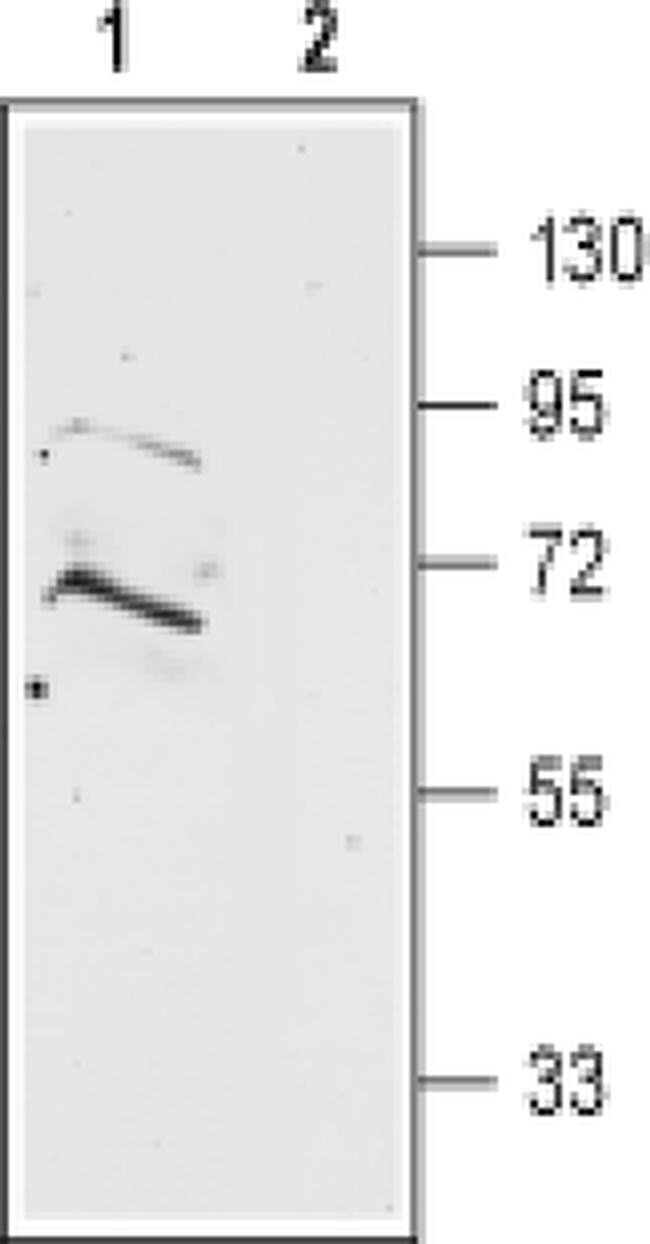 Prokineticin Receptor 2 (extracellular) Antibody in Western Blot (WB)