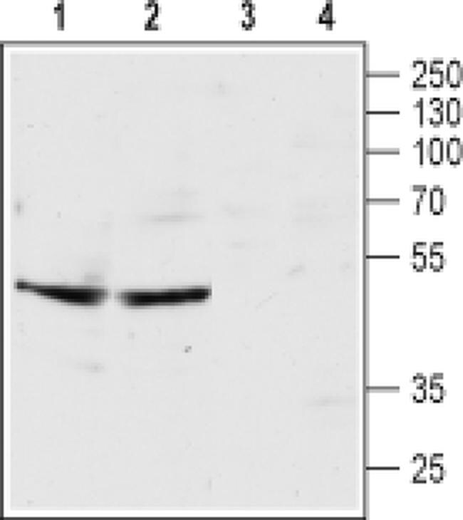HTR3B (extracellular) Antibody in Western Blot (WB)