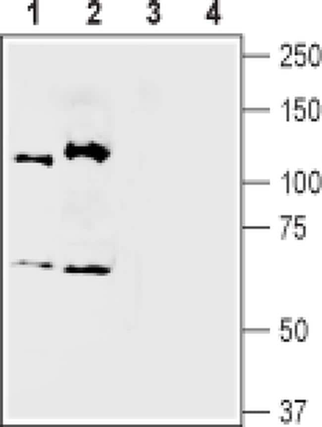 SEMA3A Antibody (PA5-77752)