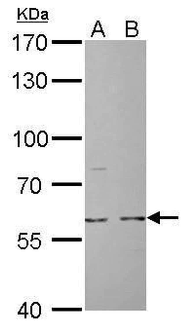 Cdc6 Antibody (PA577901)