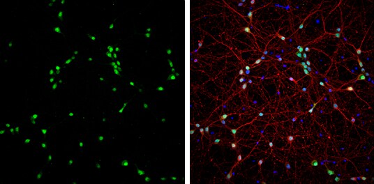 NeuN Antibody (PA5-78499)