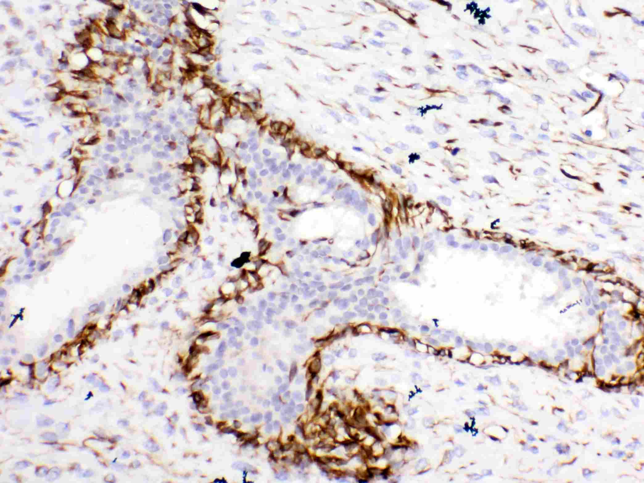 BCL-XL Antibody (PA5-78862)