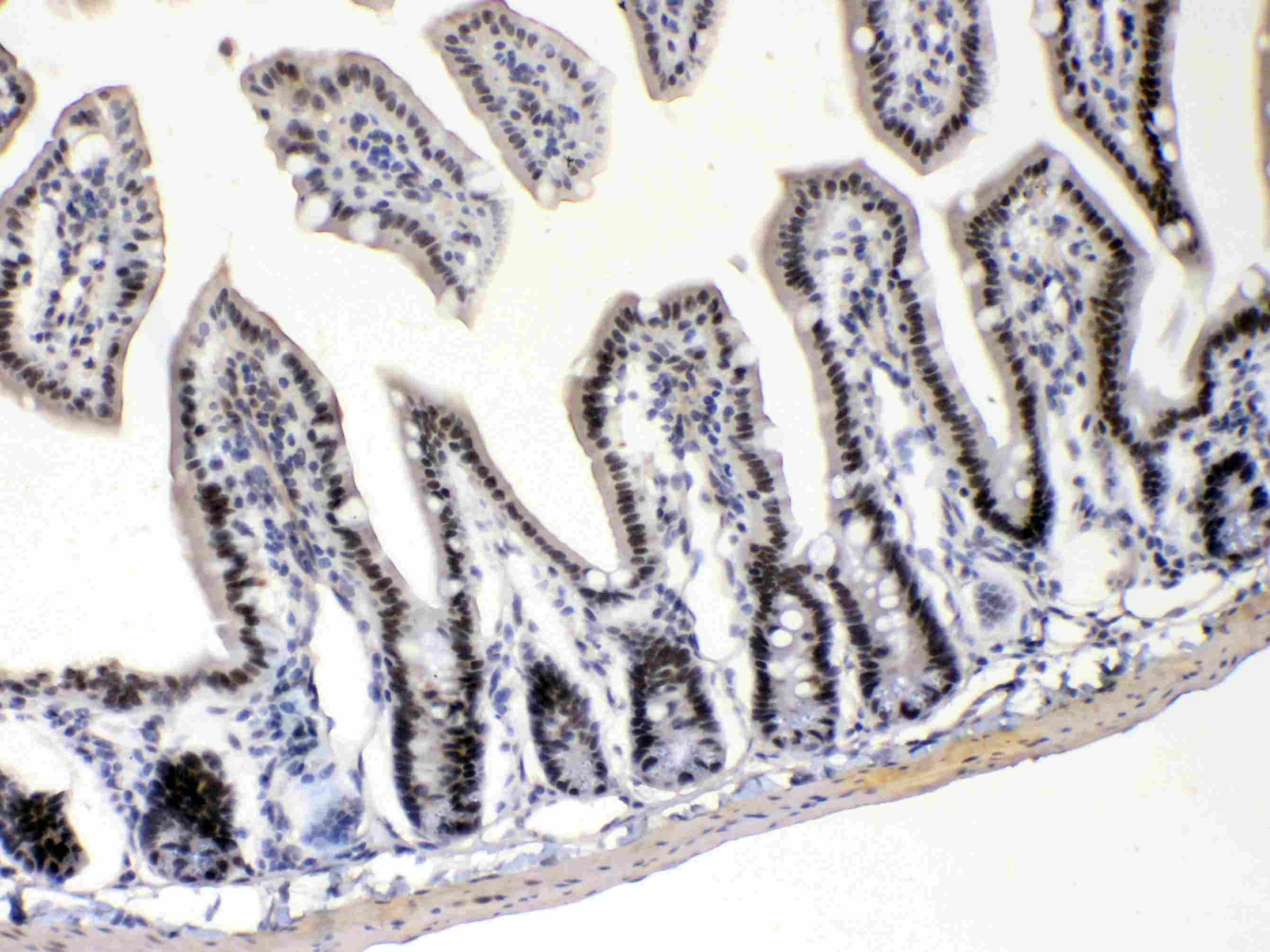 E2F4 Antibody (PA5-79182)