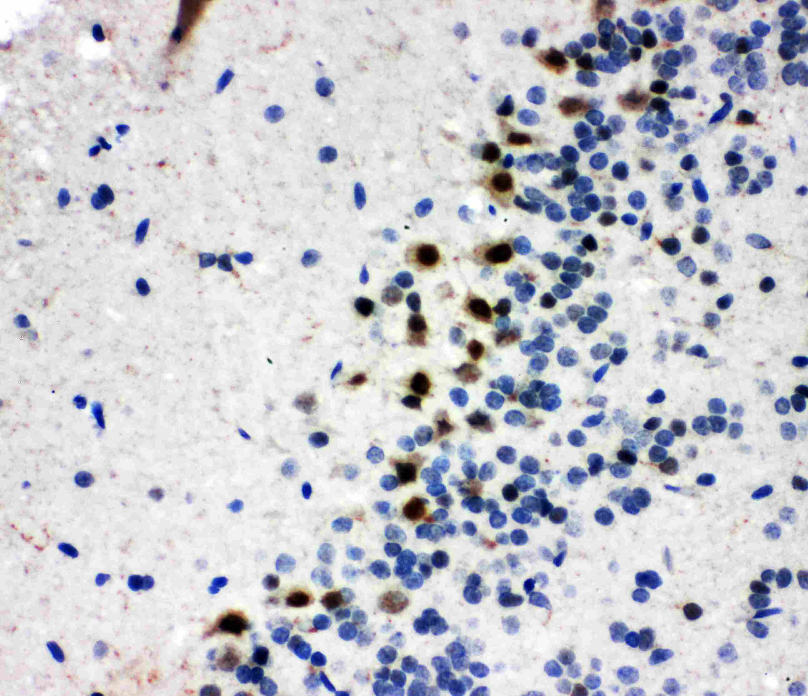 B-Myb Antibody (PA5-79713)