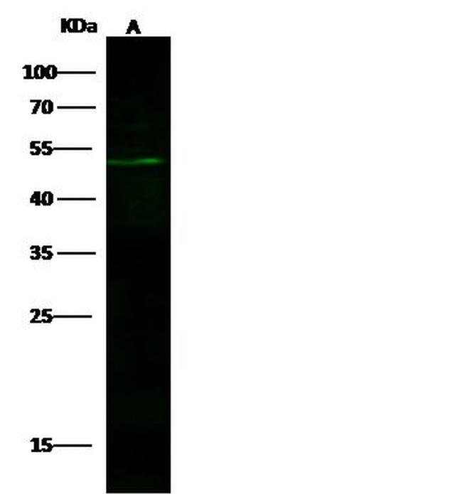 Flotillin 2 Antibody (PA5-80638)