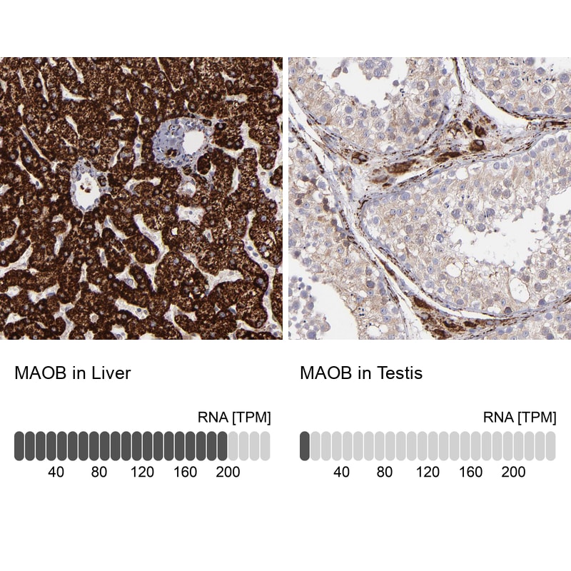 Monoamine Oxidase B Antibody (PA5-82012)