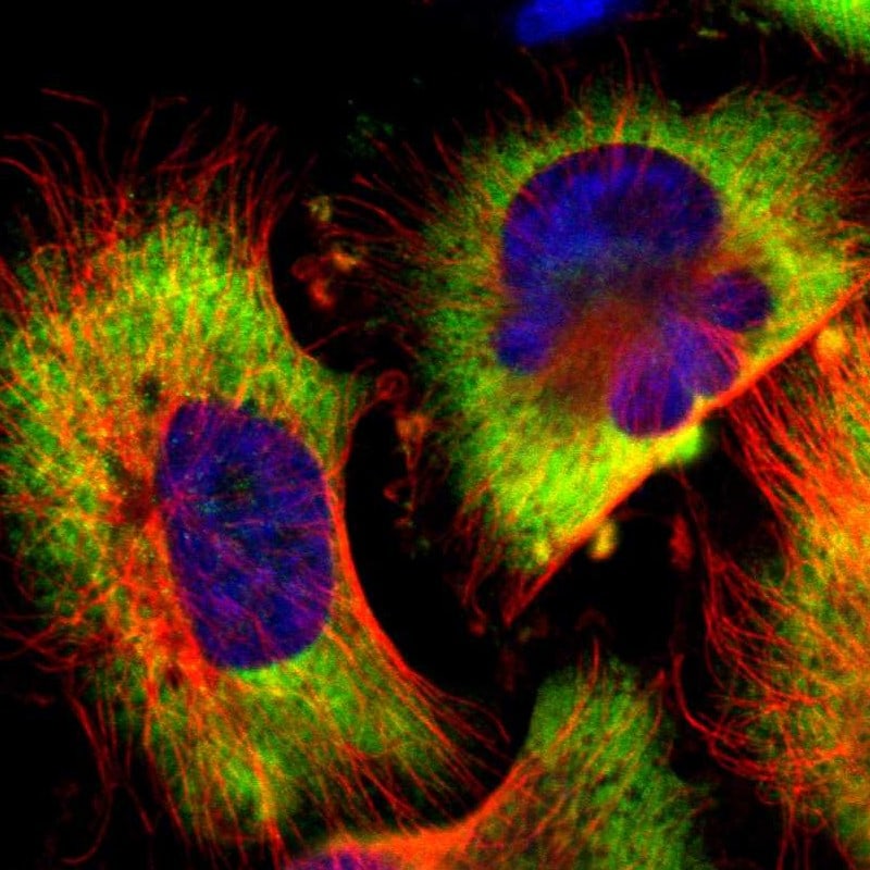 Anti-G3BP1 Antibodies | Invitrogen