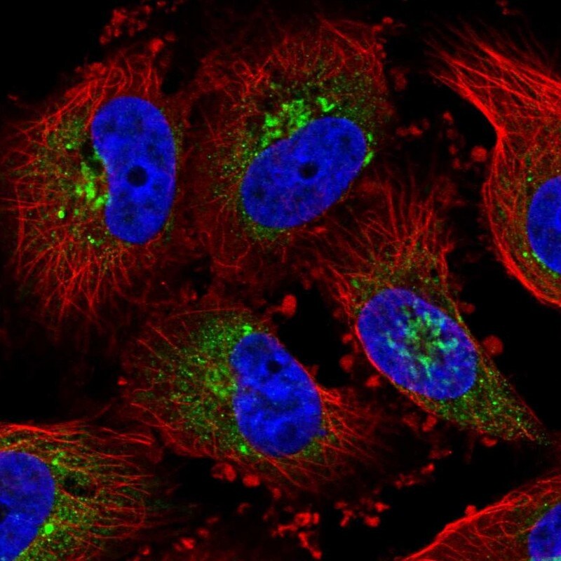 GLG1 Antibody (PA5-82407)