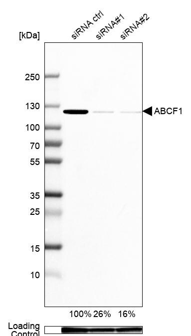 ABCF1 Antibody