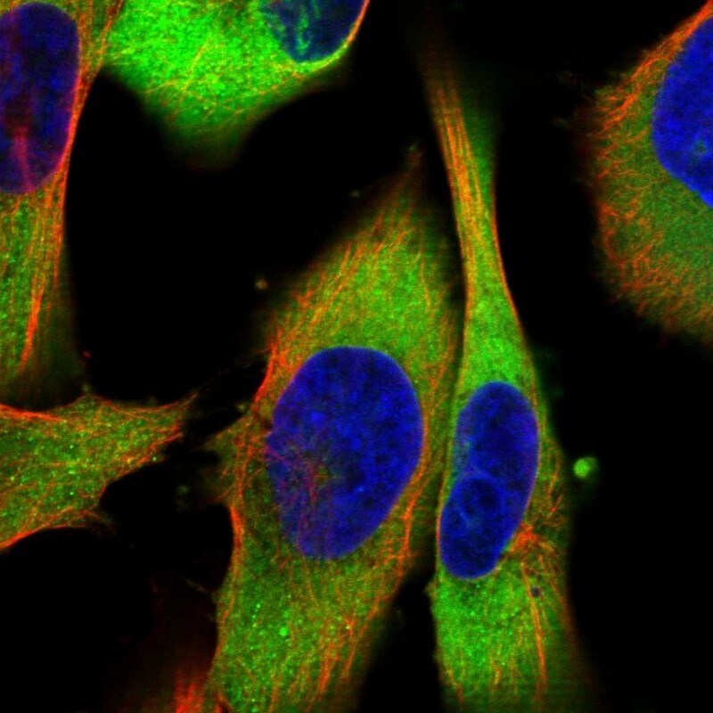 CRYZ Antibody (PA5-82780)