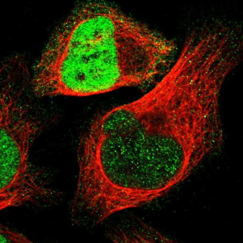 RUNX2 Antibody (PA5-82787)