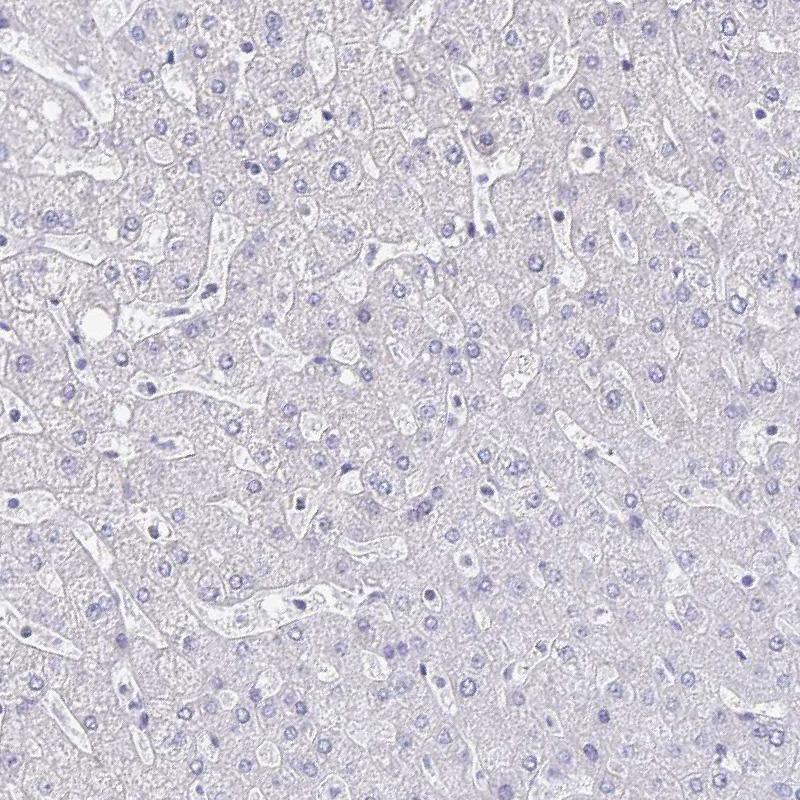 Runx2 Antibody (pa5-82787)