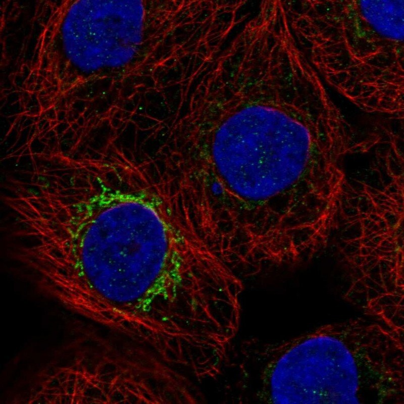 MPP2 Antibody (PA5-82919)