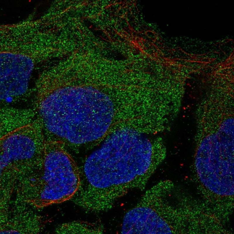 CD8 beta Antibody (PA583066)