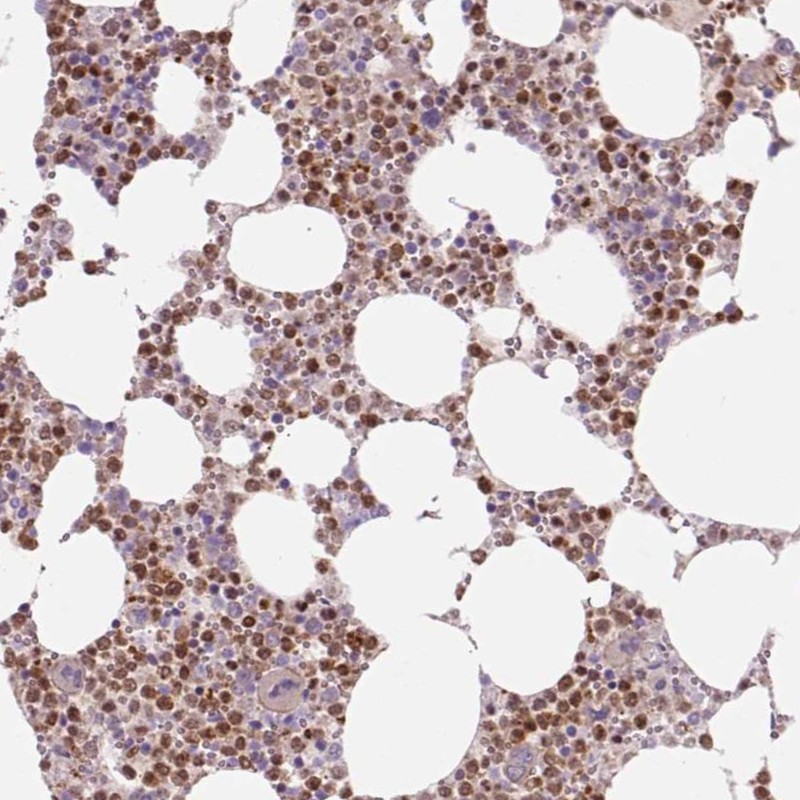 PU.1 Antibody (PA5-83731)