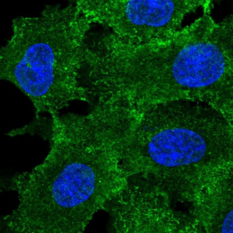 MRP3 Antibody (PA5-83912)