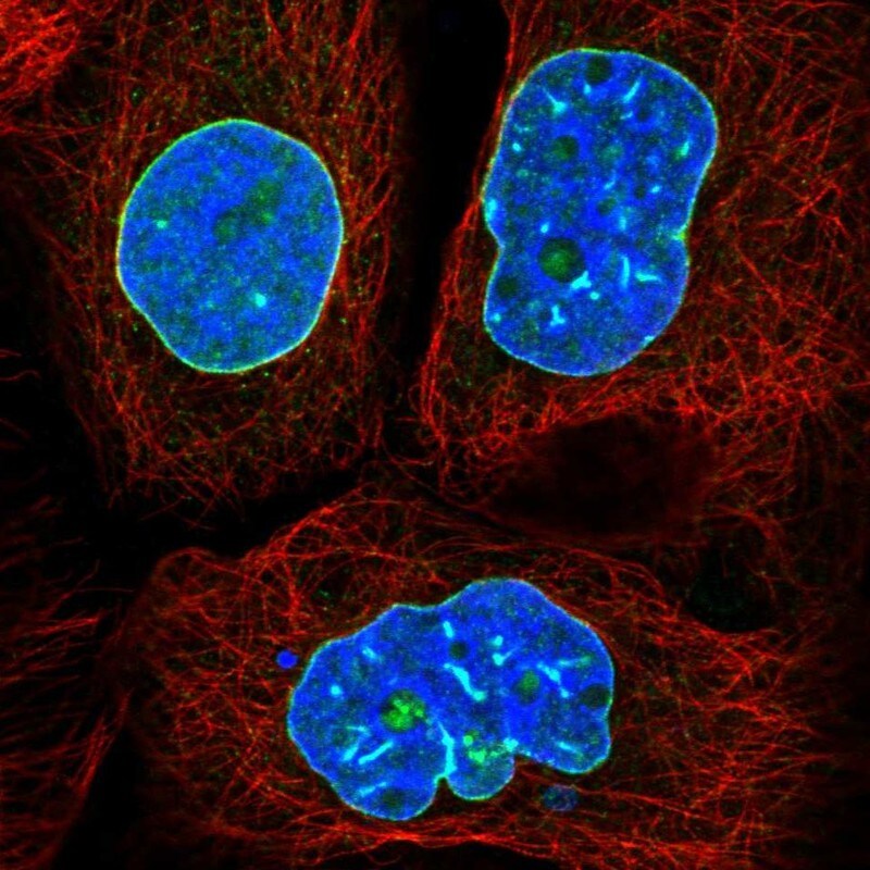 lamin b2 antibody pa5 84554 lamin b2 antibody pa5 84554