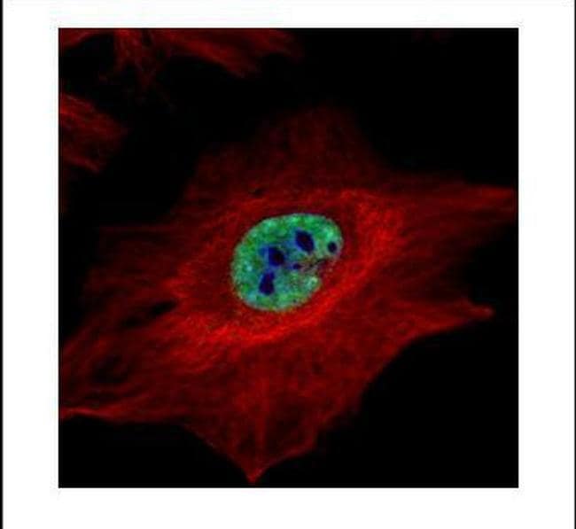 MLH1 Antibody (PA5-85129)