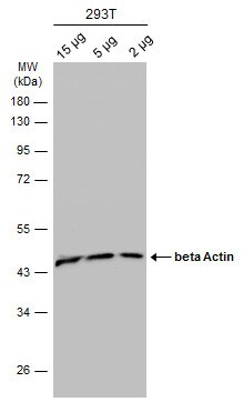 beta Actin Antibody (PA5-85291)