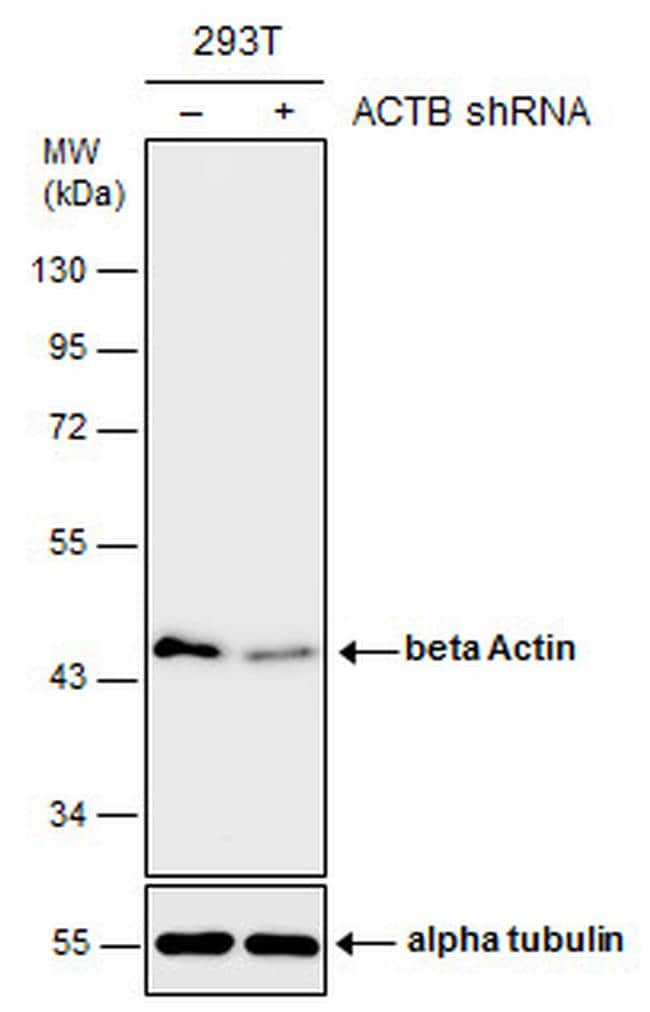 beta actin western blot